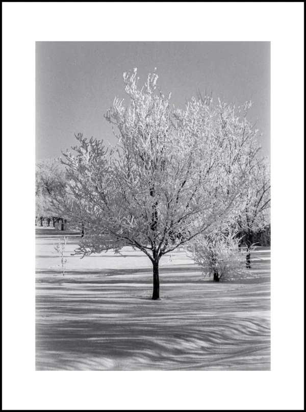 Snow Tree